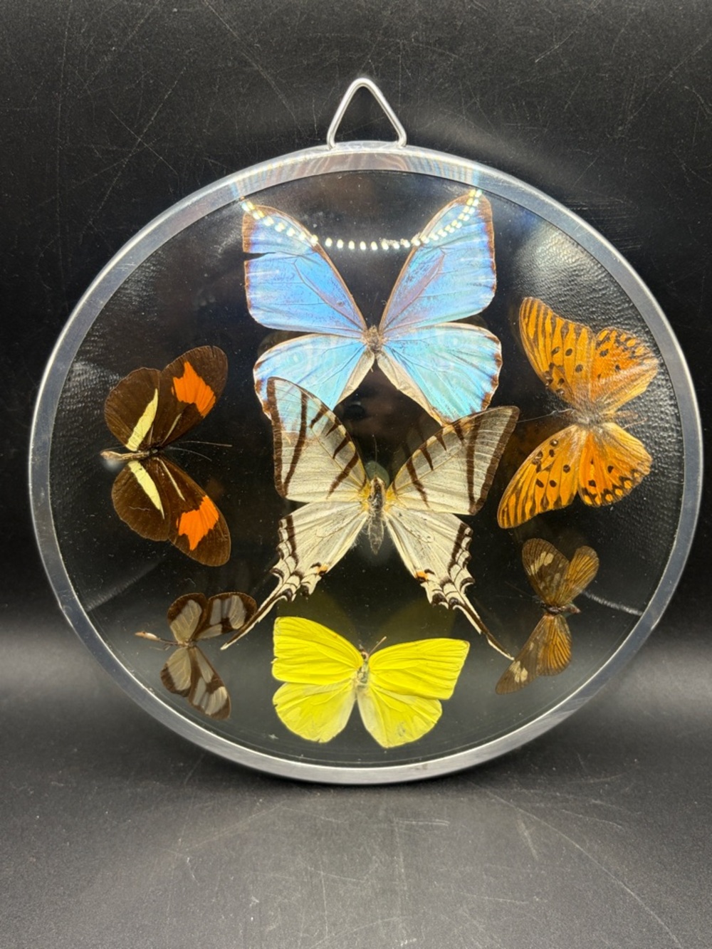 Vintage Butterfly Persevered Specimens  Round Glass Taxidermy Entomology Artwork